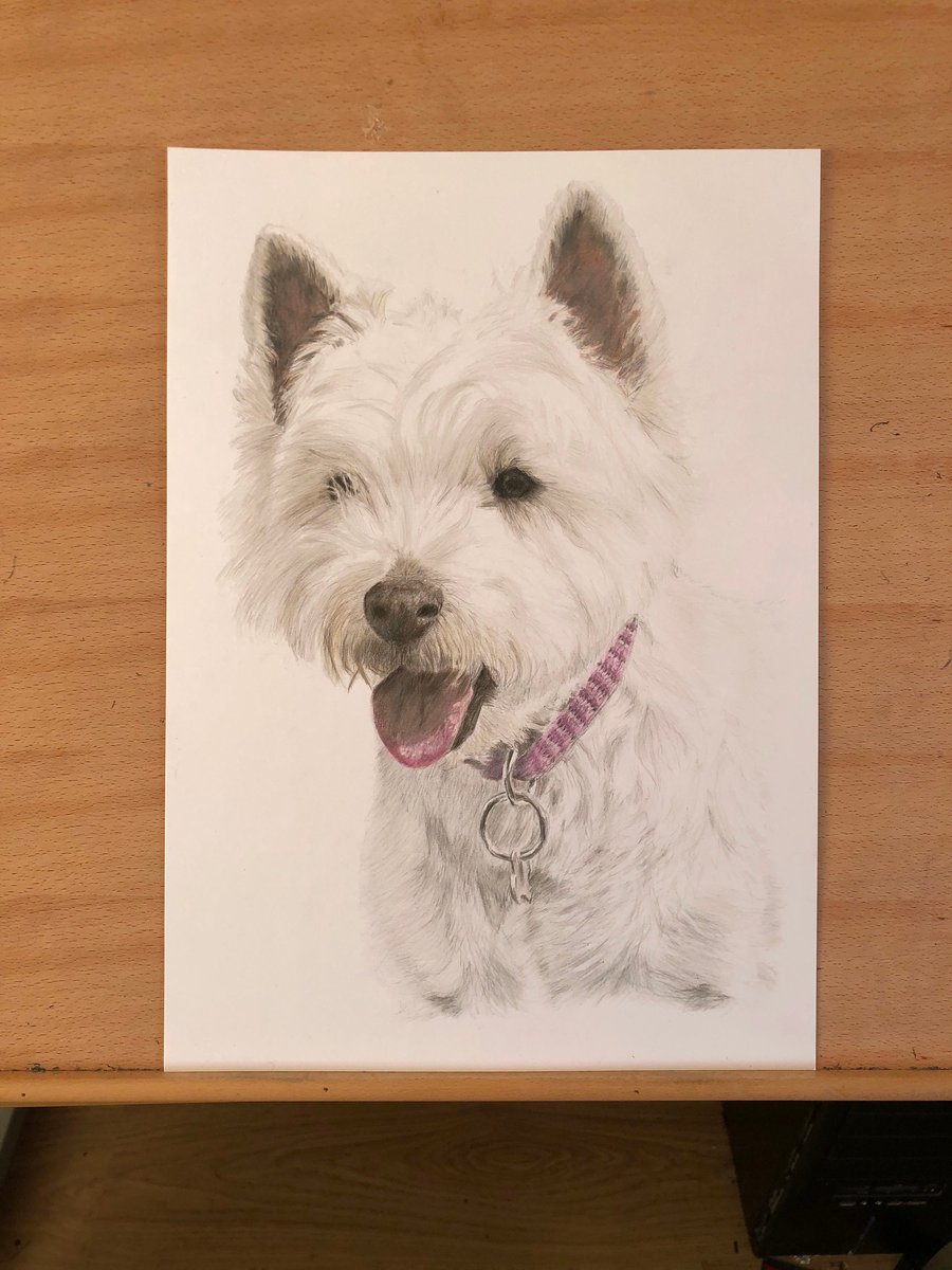 A3 Custom Dog Portrait made with Coloured Pencil