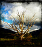 Annies Tree, Archival photo print 13 x 13cm in 7 x 7inch mount. - Image 3