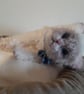 Ragdoll Kitten, dotpebblesknits Design - Image 6