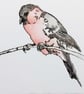 Bullfinch - Image 2
