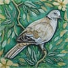 'Collared Dove' Limited Edition Print
