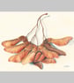 Sycamore Seeds Original Watercolour Painting - Image 3