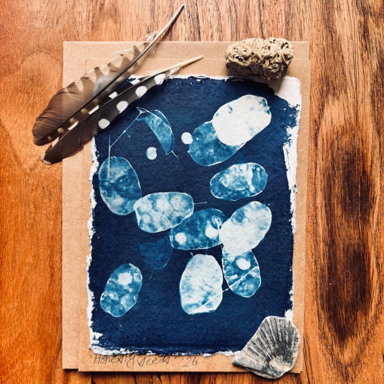 Cyanotype Honesty Seed-Heads 2 - Mounted Design - Card with envelope