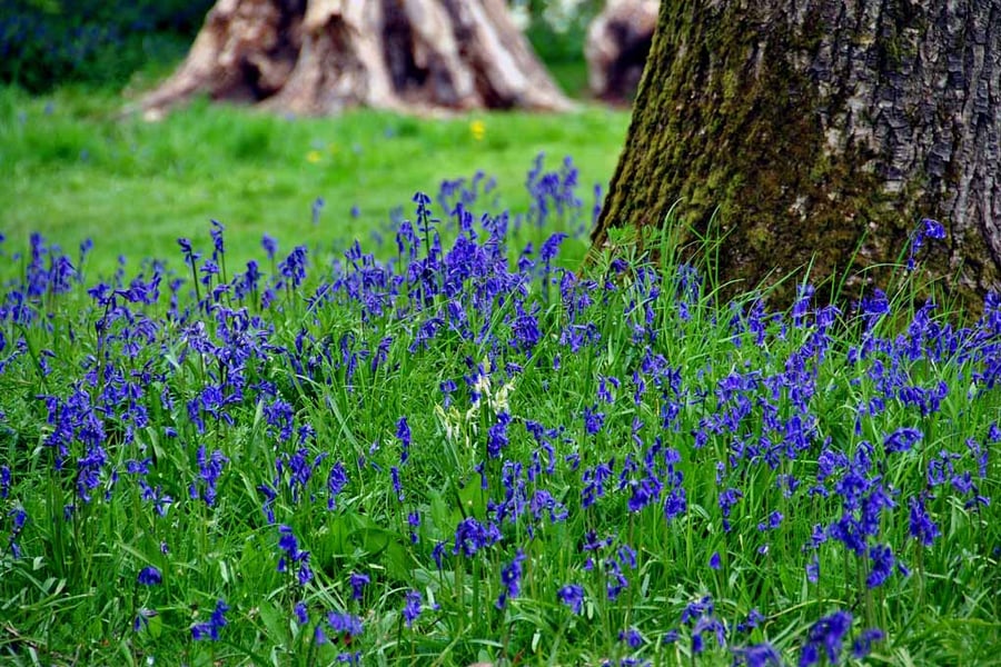 Bluebell Woods Spring Flowers Basildon Park Berkshire UK Photograph Print
