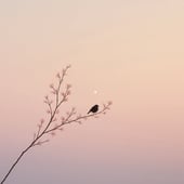 MY FELTED ART handmade, original needle felted wool paintings ,inspired by nature 