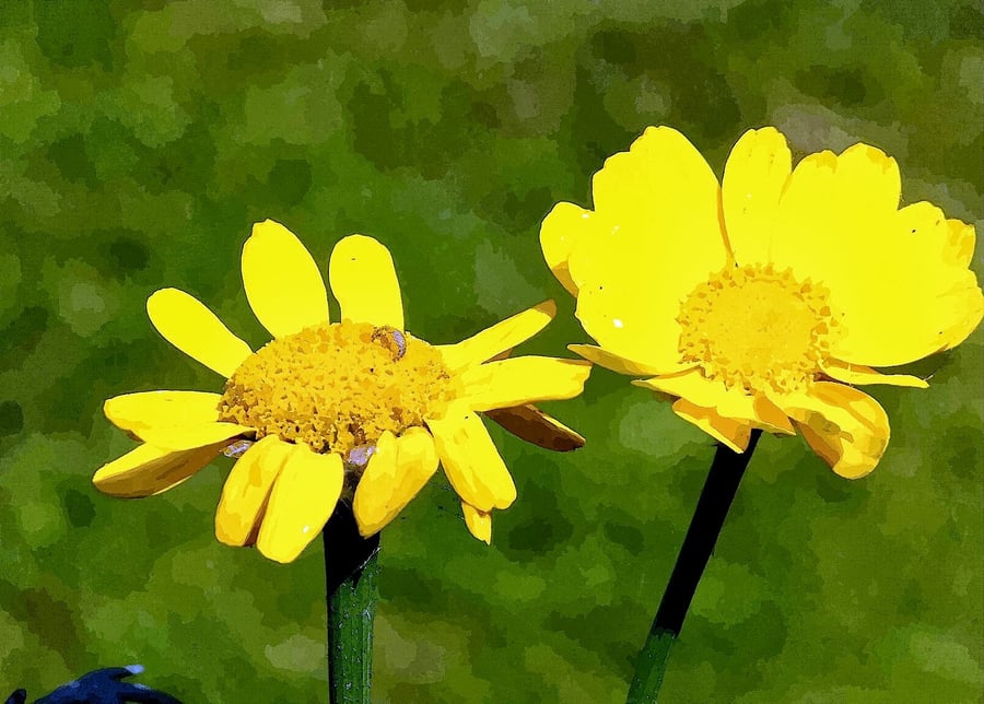 The Yellow Flowers - 7x5 inch Exclusive Fine Art Print
