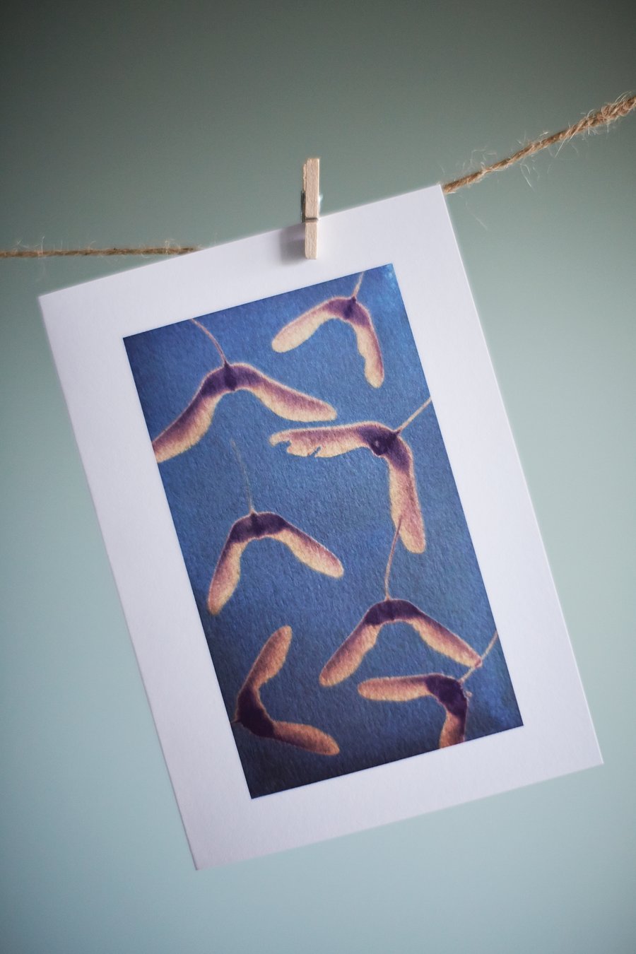Sycamore seed card from original cyanotype