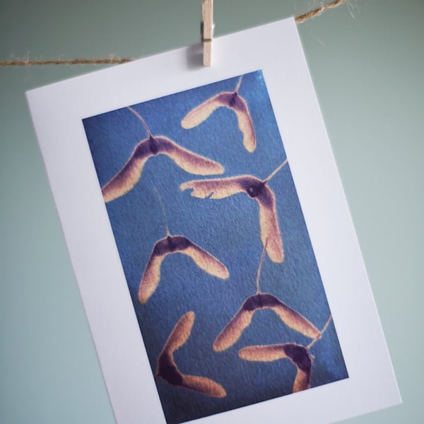 Sycamore seed card from original cyanotype