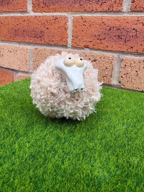 Wool sheep