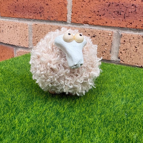 Wool sheep