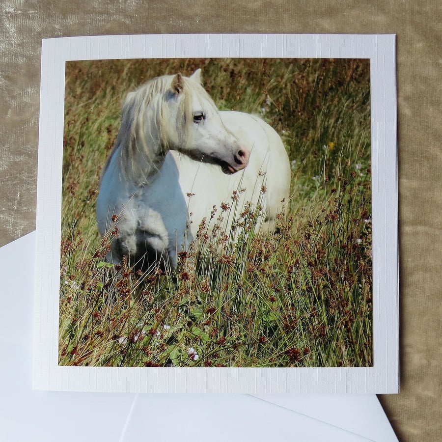 Marsh Ponies. A card featuring an original photograph. Blank inside. Horses.