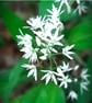 An original handprinted linoprint of wild garlic  - Image 10