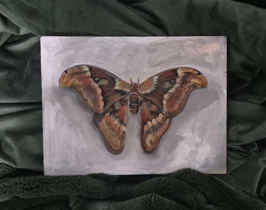 Atlas Moth Art print