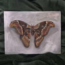 Atlas Moth Art print