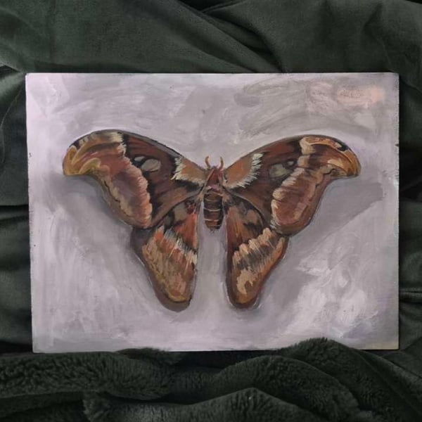 Atlas Moth Art print