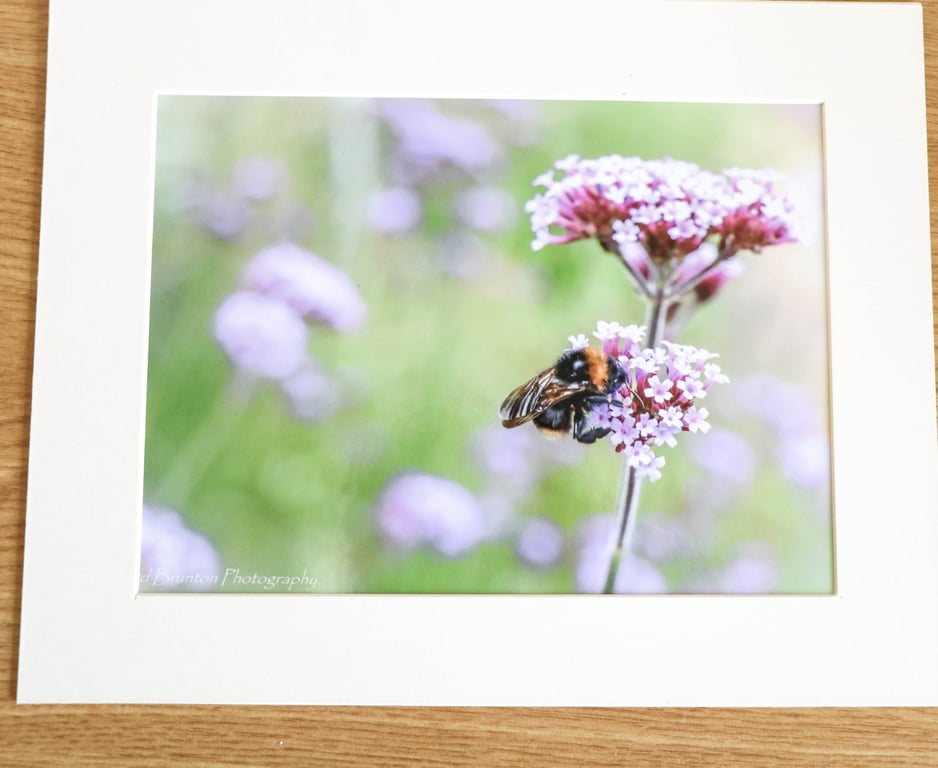 Floral Photography - Mounted image - Verbena Flower Head