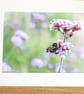 Floral Photography - Mounted image - Verbena Flower Head