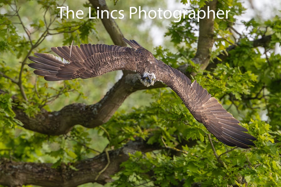 Osprey in flight print (Limited edition of 10)