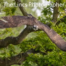Osprey in flight print (Limited edition of 10)