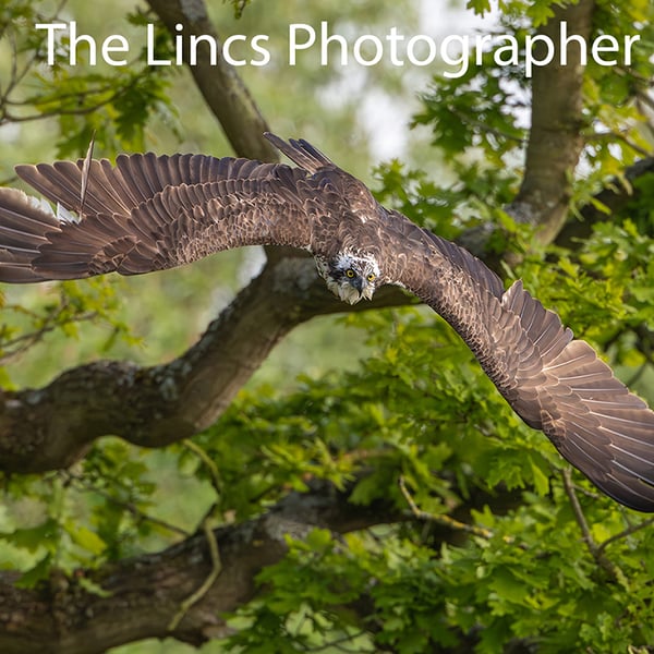 Osprey in flight print (Limited edition of 10)