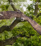 Osprey in flight print (Limited edition of 10)