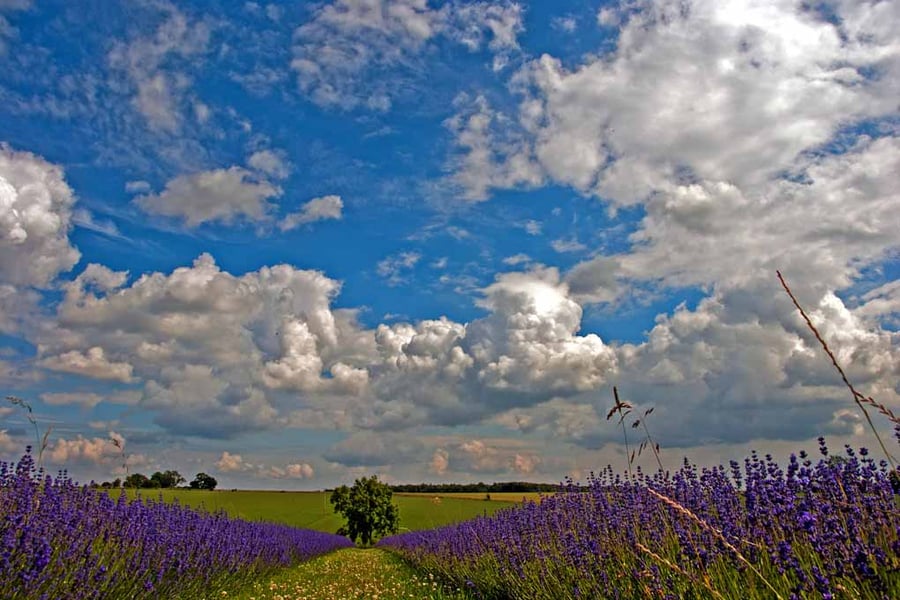 Lavender Field Purple Flowers Cotswolds UK Photograph Print