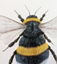 White-Tailed Bumblebee Painting - Image 2