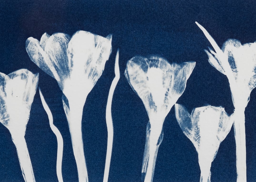 Jo Purdue Cyanotypes