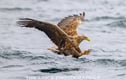 Eagles