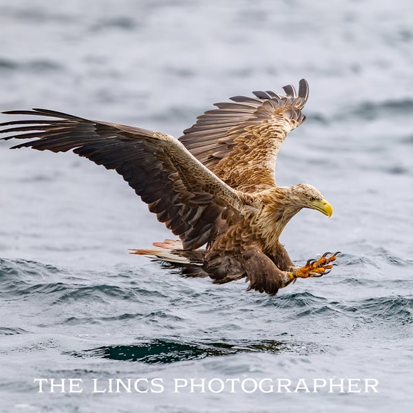 White Tailed Eagle in flight print (Limited edition of 10)