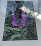  ORIGINAL - Foxglove - Image 2