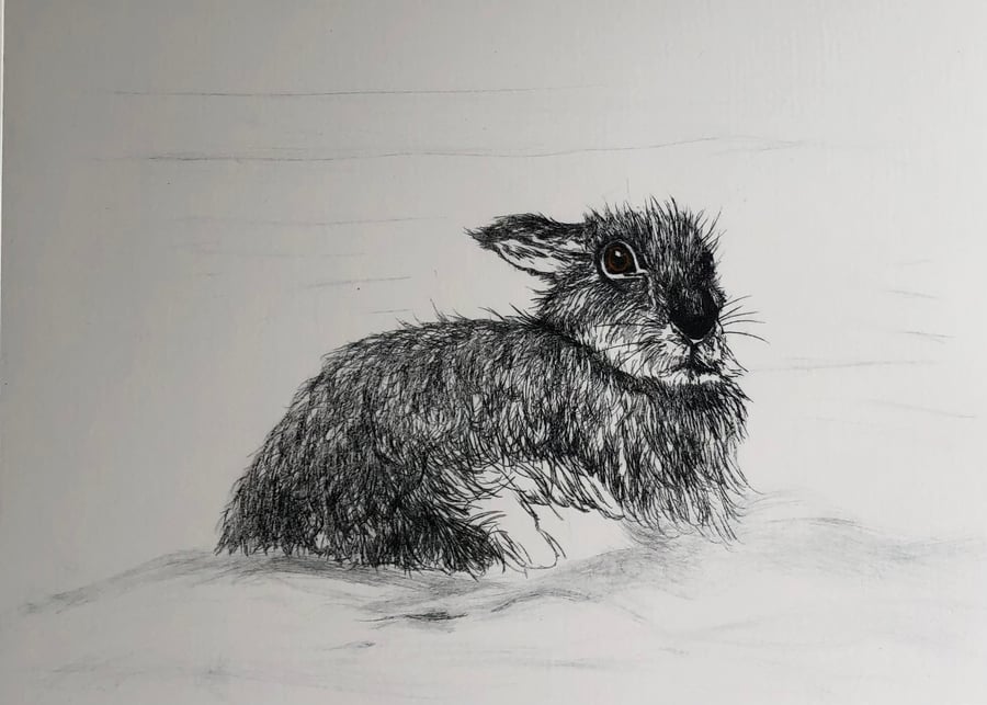 Winter Hare