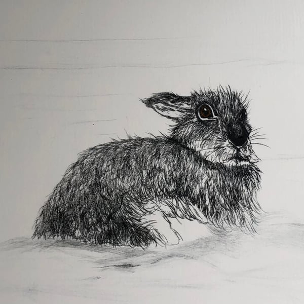 Winter Hare