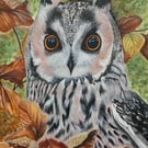 Stunning original Long Eared Owl Framed watercolour piece