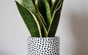 Ceramic Plant Pots