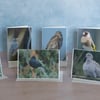 My Garden Birds Ethically Made Greetings Cards - Pack of 8