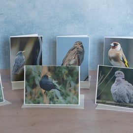 My Garden Birds Ethically Made Greetings Cards - Pack of 8