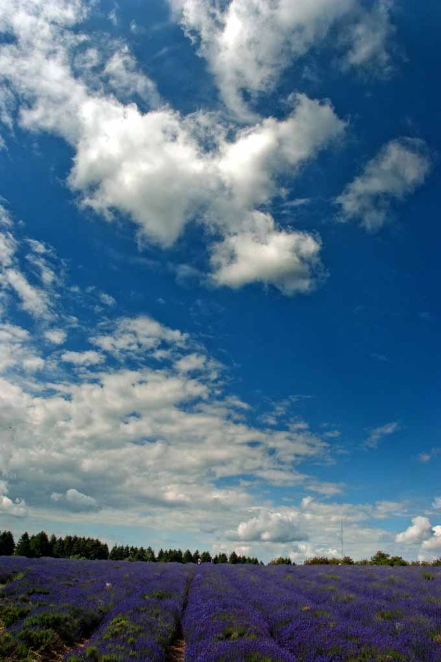 Lavender Field Summer Flowers Cotswolds England Photograph Print