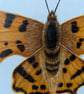 Original Comma Butterfly Acrylic Painting  - Image 3