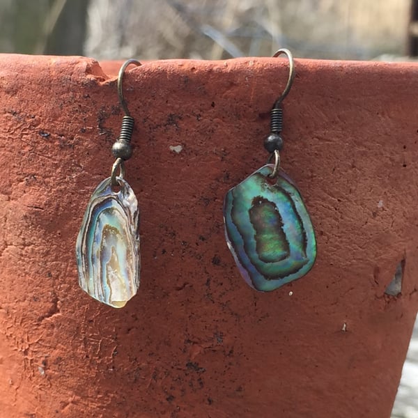 Paua shell earrings 
