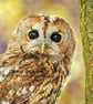 Exclusive Handmade Owl Greetings Card on Archive Photo Paper - Image 2