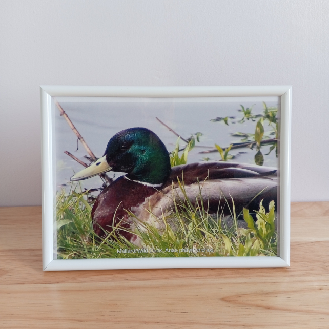 Male mallard duck resting