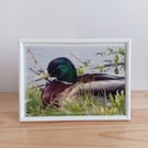 Male mallard duck resting