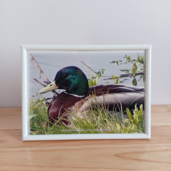 Male mallard duck resting