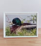 Male mallard duck resting