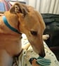 Sighthound Dog Print - greyhound, whippet, lurcher, galgo - Image 7