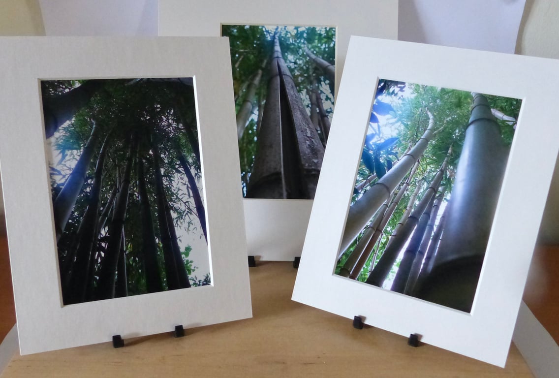 3 Mounted Photos - Bamboo