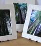 3 Mounted Photos - Bamboo