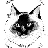 The Little Ragdoll Cat