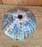 Pottery Urchin